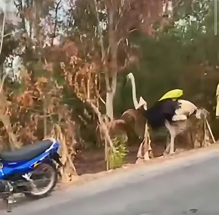 CLIP: 8 con đà điểu bị rơi xuống đường ở Tây Ninh, 6 con chết - Ảnh 1.