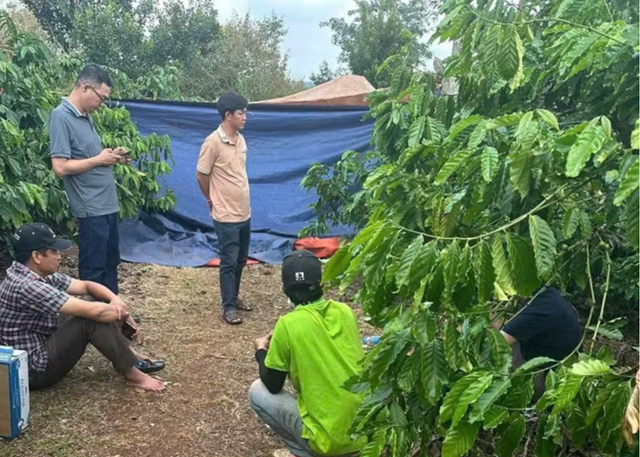 Phát hiện người phụ nữ tử vong trong tư thế nằm sấp ở rẫy cà phê, nghi phạm là người thân cận nhất