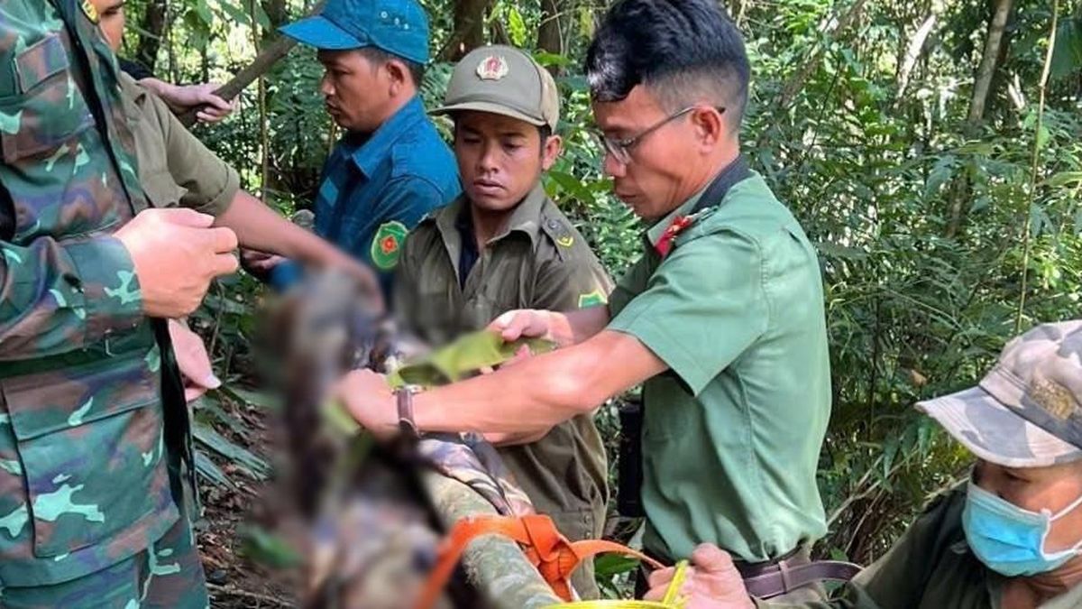 Quảng Ngãi: Người đàn ông tử vong trên cây cao 40m