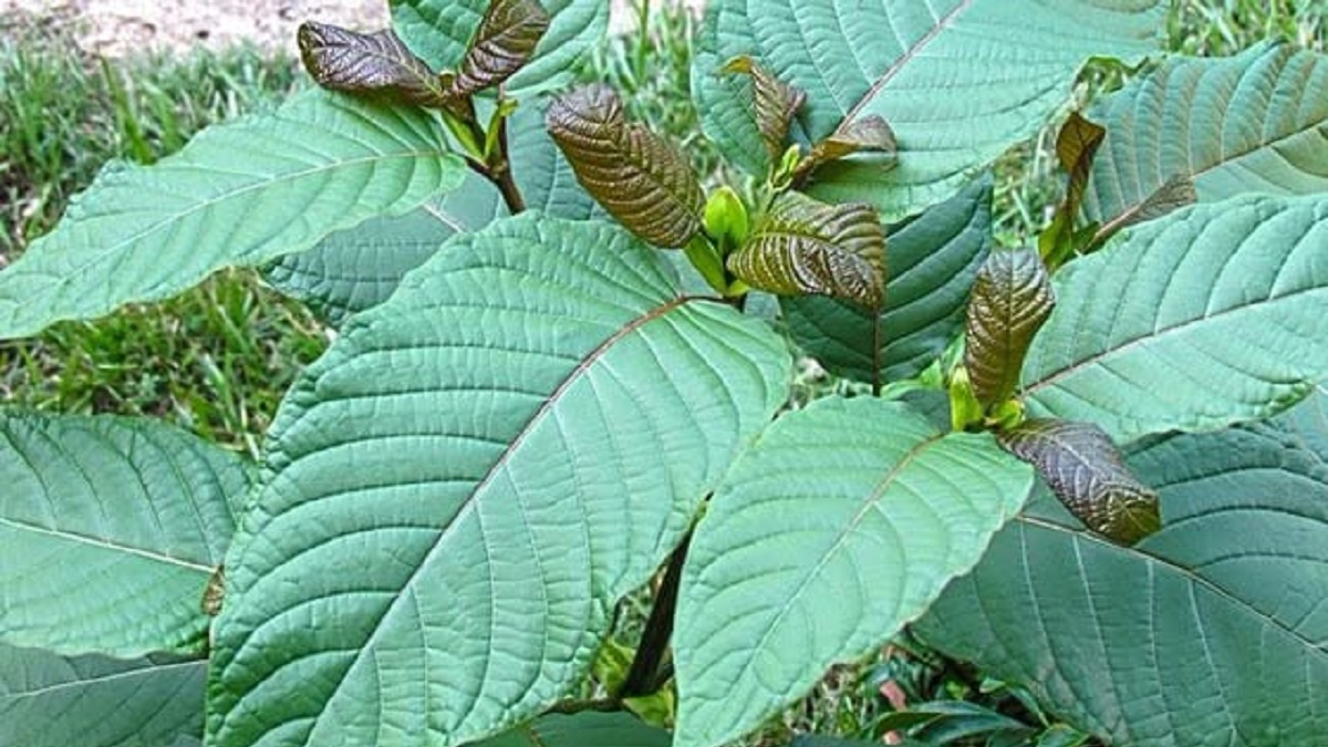 Công an tỉnh Quảng Ngãi cảnh báo trào lưu uống Lá thoong (Lá Kratom)
