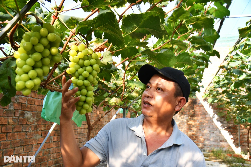 Đã mắt với loại cây “trồng chơi ăn thật” của anh thợ trang trí nội thất ở Quảng Ngãi