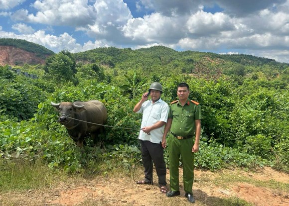 Công an xã tìm lại trâu thất lạc cho nông dân