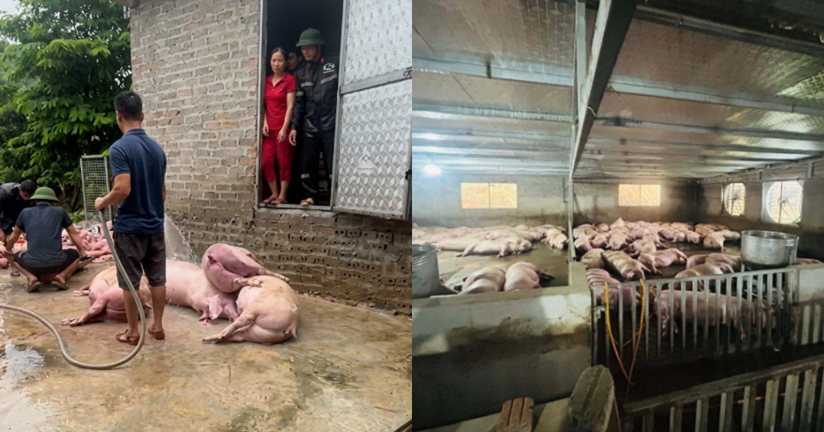Sét đánh mất điện, hơn 300 con lợn chết ngạt: “Phép màu” đến với vợ chồng chủ trại