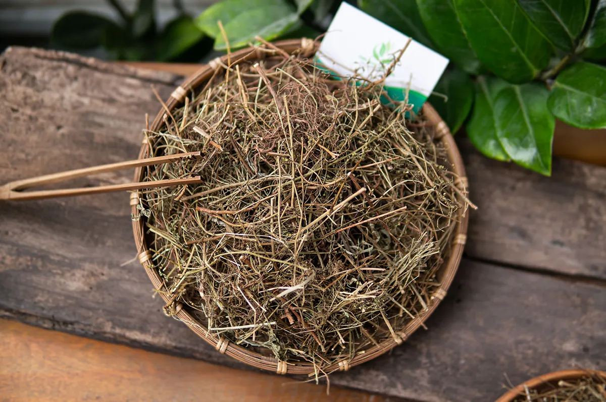 Vì sao gọi là cây chó đẻ? - Ảnh 2.