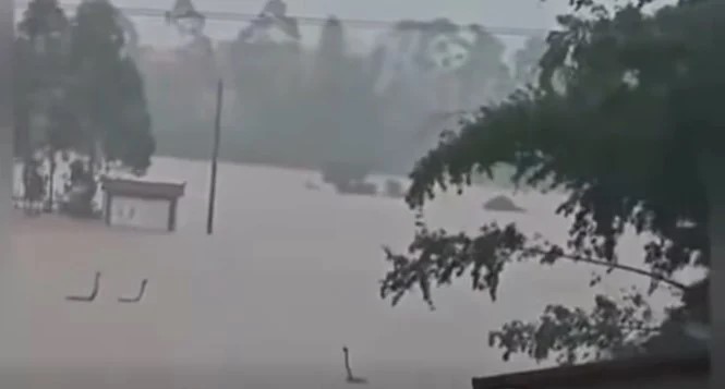 Vụ nước lũ "giải thoát" 900 con rắn ra ngoài ở Trung Quốc: Những hình ảnh rợn người, rắn ở khắp mọi nơi - Ảnh 4.