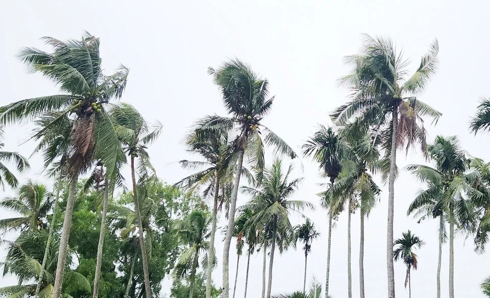 Chồng sát hại vợ rồi trèo lên ngọn dừa sau nhà lẩn trốn