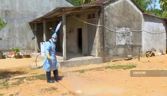 Quảng Ngãi có hơn 59 tấn lợn bị tiêu hủy vì dịch tả châu Phi trong hơn 1 tháng