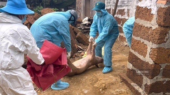 Chủng virus dịch tả lợn châu Phi tái tổ hợp khiến việc kiểm soát dịch thêm áp lực