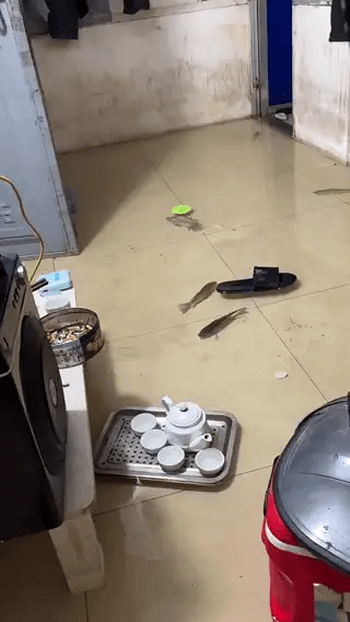 Cá bơi vào tận phòng trọ sau đợt mưa kỷ lục khiến Hà Nội ngập diện rộng