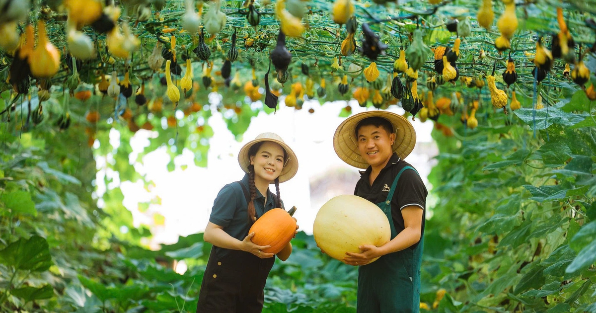 Bộ ảnh cưới giữa khu vườn cây trái trĩu cành tự trồng của cặp đôi ở Quảng Ngãi