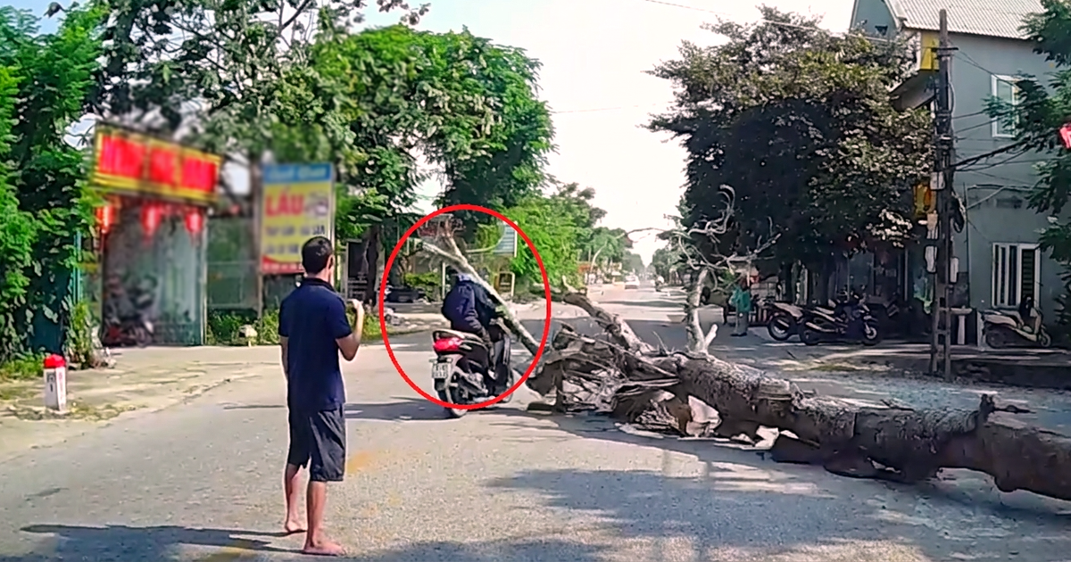 Vụ chặt cây đổ đè chết người đi đường: Chủ nhà, người cưa cây có thể nhận mức phạt nào?