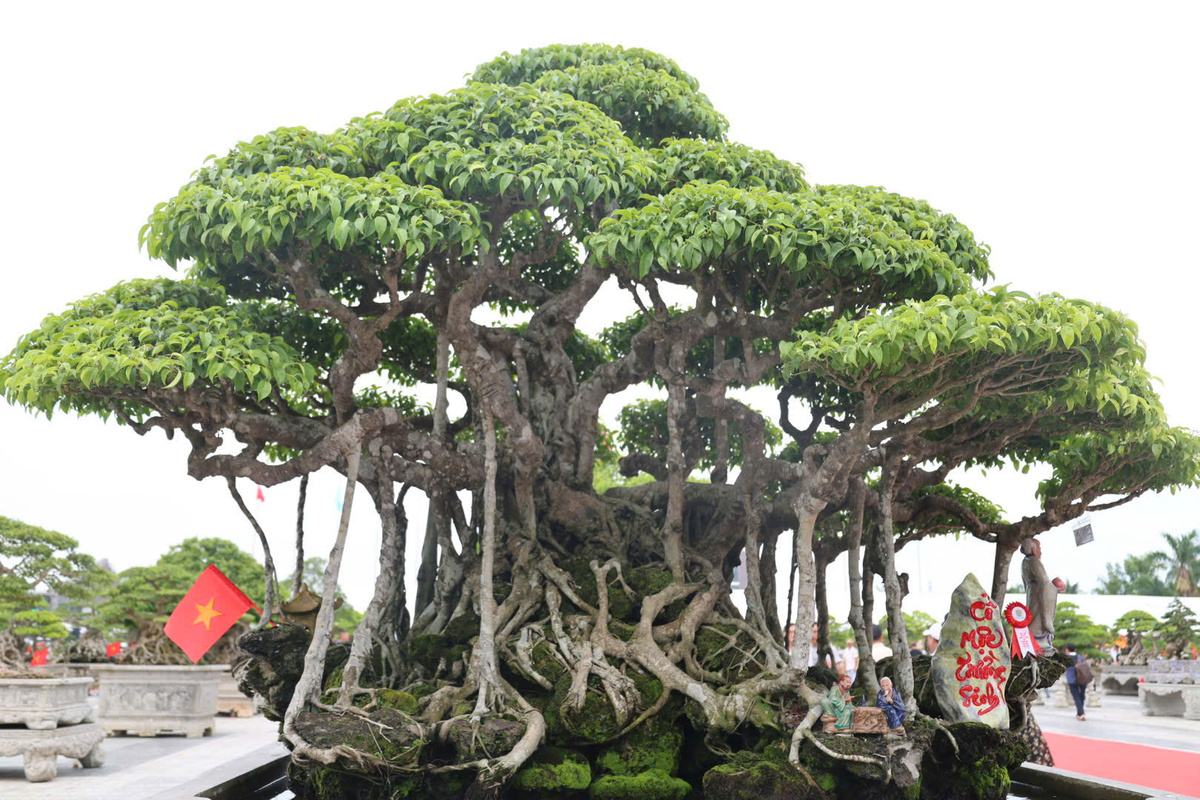 Choáng ngợp trước những cây bonsai bạc tỷ khoe dáng ở quảng trường Quảng Ngãi