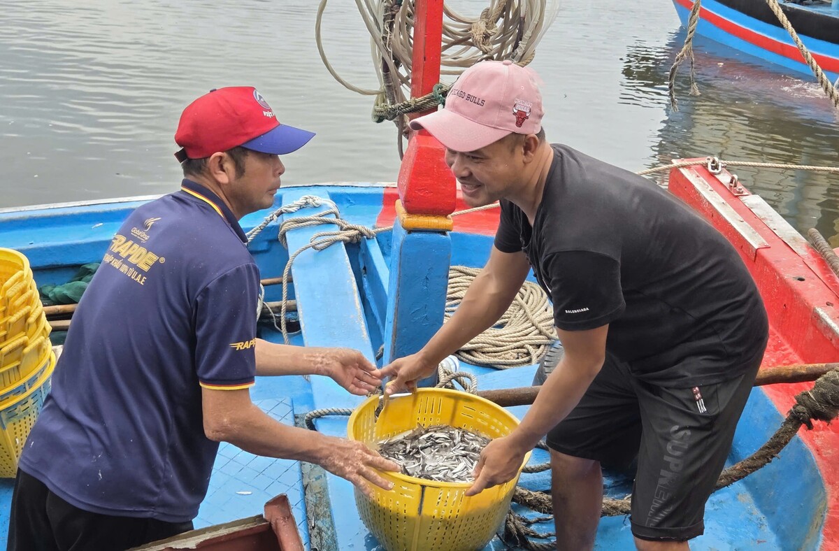 Trúng đậm cá cơm trái vụ, ngư dân Quảng Ngãi ‘bỏ túi’ bạc triệu mỗi ngày
