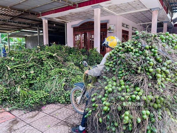 Giá cau tăng, nông dân Quảng Ngãi phấn khởi vào vụ thu hoạch
