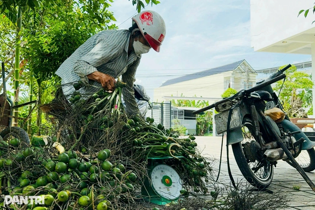 Quảng Ngãi: Giá cau tăng cao, nông dân vẫn lo