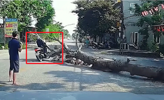 Vụ người đàn ông tử vong vì cây đè trúng: Công an thông tin diễn biến mới gây chú ý về người cưa cây