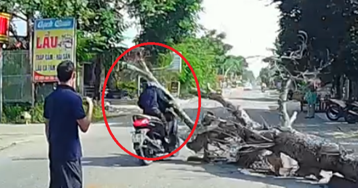 Vụ chặt hạ cây đổ đè chết người: Thông tin mới nhất!