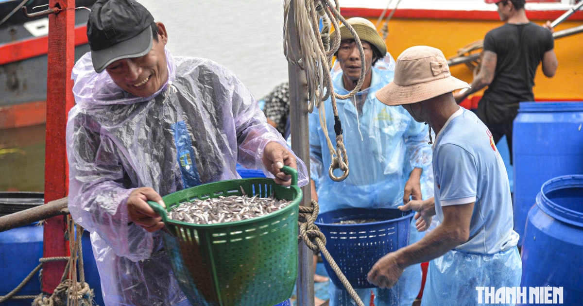 Trúng đậm cá cơm trái vụ, ngư dân Quảng Ngãi bỏ túi chục triệu đồng mỗi đêm