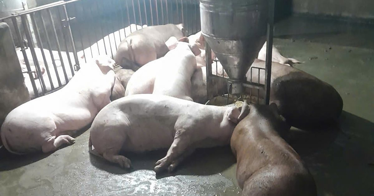 Sét đánh chết toàn bộ đàn lợn sắp xuất bán, chủ nhân mất trắng