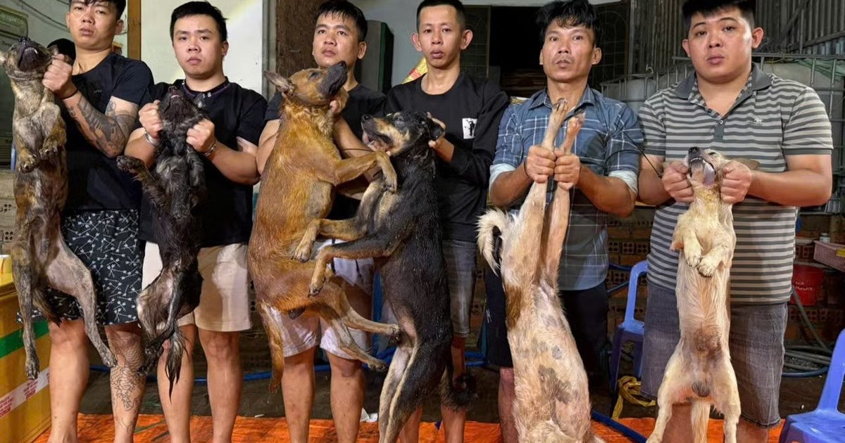 TP.HCM: Từ “công xưởng” trộm chó bằng ô tô, lần ra đường dây tiêu thụ hơn 10 tấn thịt liên tỉnh