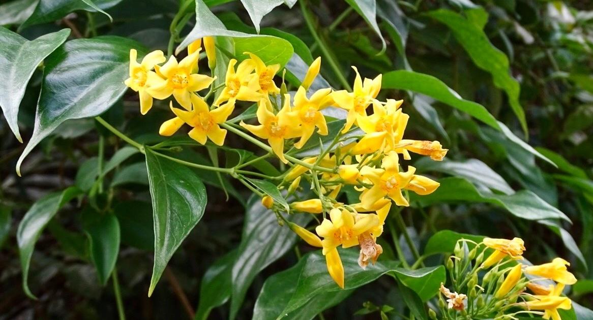 5 học sinh ăn lá ngón, một em tử vong