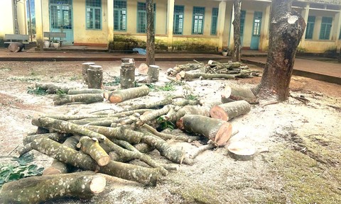 Quảng Ngãi: Yêu cầu 2 hiệu trưởng kiểm điểm, làm rõ việc cho cưa hạ cây xanh trong trường học