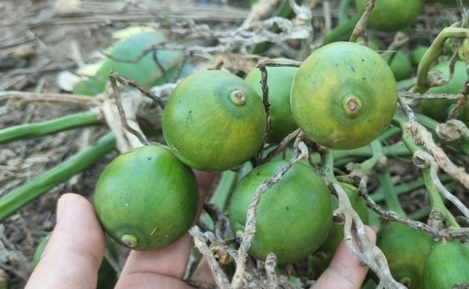 Quảng Ngãi: Nông dân “dở khóc dở cười”, mất tiền triệu vì… quả cau tròn